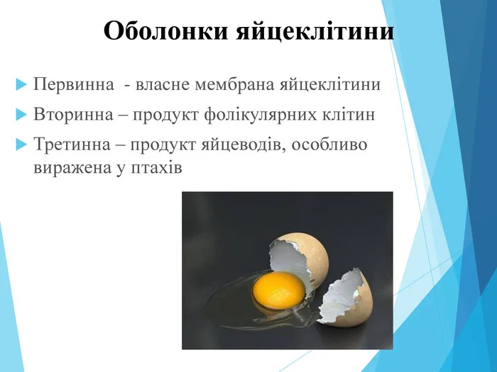 Розбите яйце з видимим жовтком та білком на темному фоні