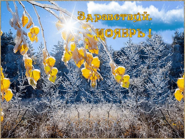 Заморожене листя та сонце на фоні осіннього лісу.