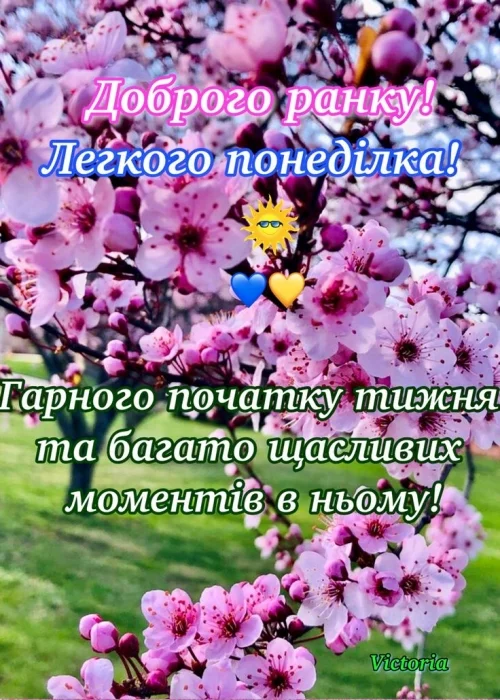 Розквітаюча вишня з побажаннями гарного понеділка та початку тижня.